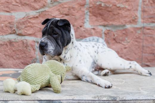 2024-05-15-19-24-13-EOS R6m2-4494