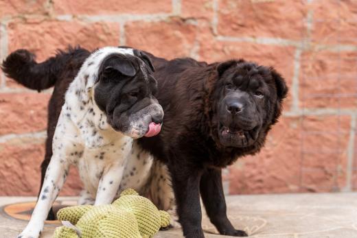 2024-05-15-19-24-40-EOS R6m2-4511