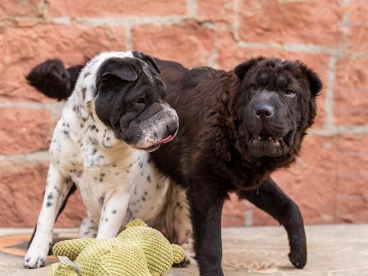 2024-05-15-19-24-40-EOS R6m2-4512