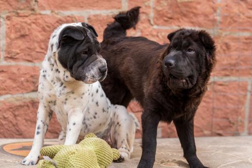 2024-05-15-19-24-41-EOS R6m2-4514