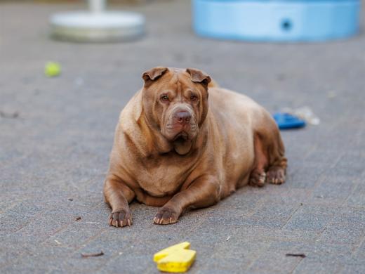 2024-05-16-20-53-15-EOS R6m2-1196-Verbessert-RR_2048px