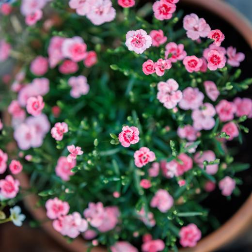 2024-05-16-20-54-30-EOS R6m2-1220-Verbessert-RR_2048px