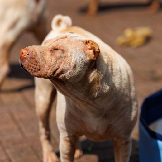 2024-05-19-13-51-31-EOS R6m2-4531