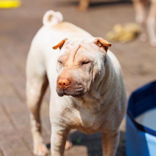 2024-05-19-13-51-43-EOS R6m2-4538