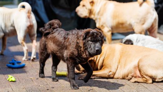 2024-05-19-13-52-10-EOS R6m2-4546