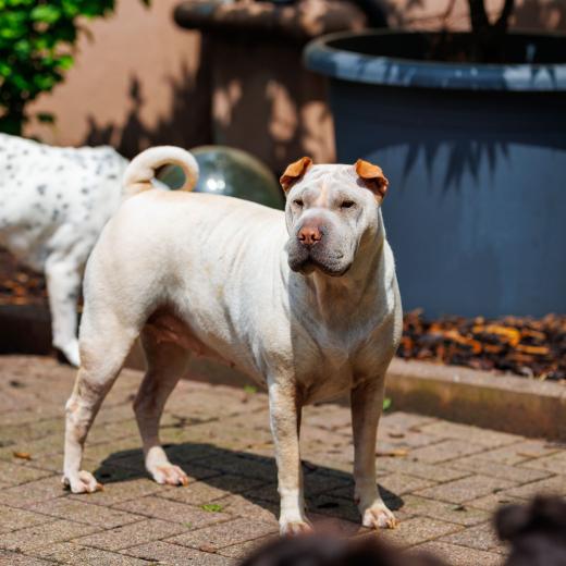 2024-05-19-13-52-36-EOS R6m2-4554