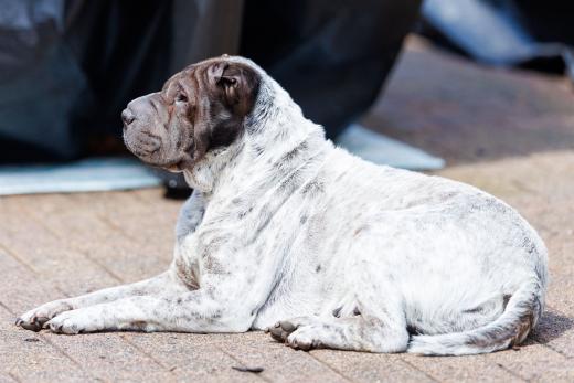 2024-05-19-13-54-38-EOS R6m2-4577