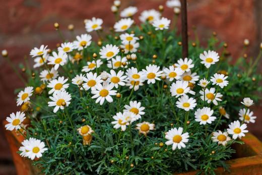 2024-05-19-13-59-17-EOS R6m2-4651