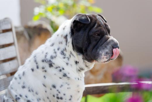 2024-05-19-14-04-10-EOS R6m2-4719