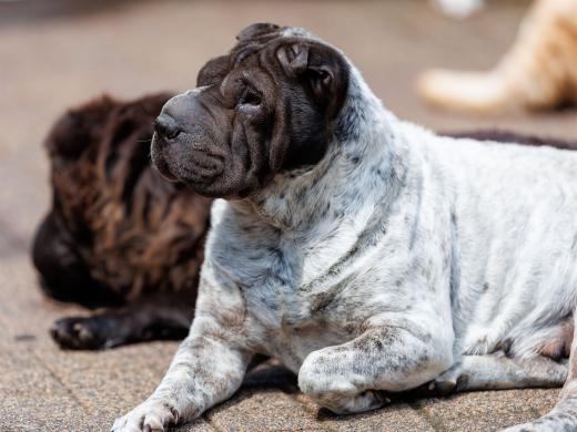 2024-05-19-14-05-05-EOS R6m2-4725