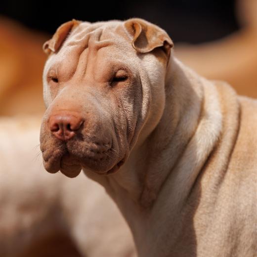 2024-05-19-14-06-51-EOS R6m2-4763