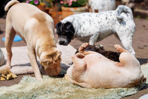 2024-05-19-14-14-55-EOS R6m2-4806