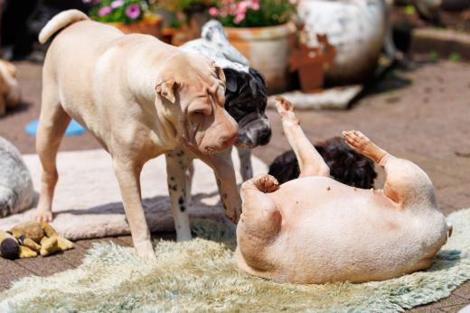 2024-05-19-14-14-56-EOS R6m2-4809