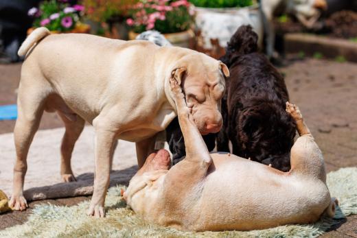 2024-05-19-14-14-58-EOS R6m2-4811