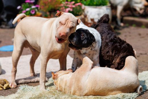 2024-05-19-14-15-00-EOS R6m2-4817