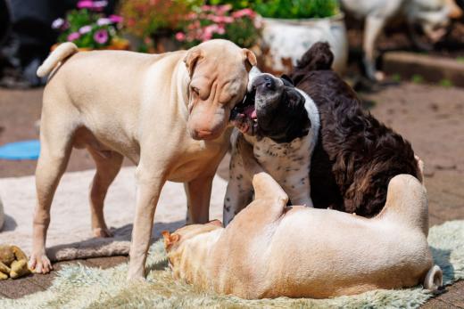 2024-05-19-14-15-00-EOS R6m2-4818