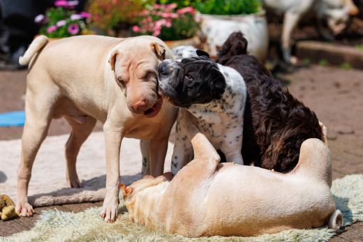 2024-05-19-14-15-00-EOS R6m2-4819