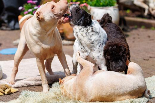 2024-05-19-14-15-01-EOS R6m2-4823