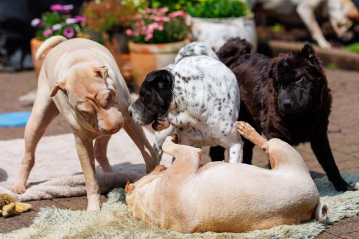 2024-05-19-14-15-02-EOS R6m2-4825