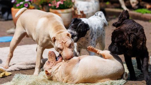 2024-05-19-14-15-02-EOS R6m2-4828