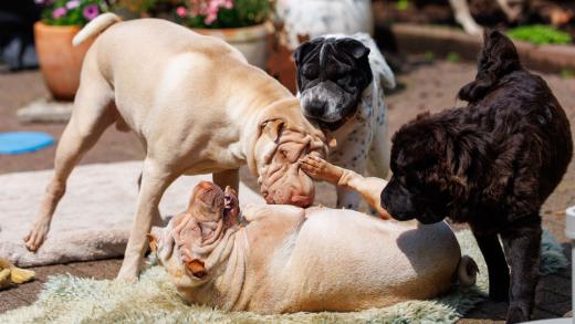 2024-05-19-14-15-02-EOS R6m2-4829