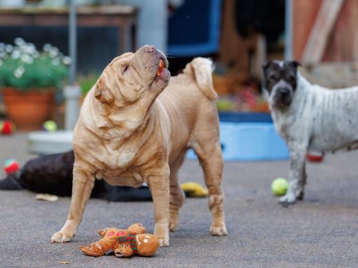 2024-08-07-19-46-12-EOS R6m2-5210