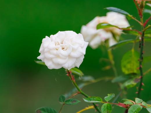 2024-06-01-19-41-17-EOS R7-6646-Verbessert-RR