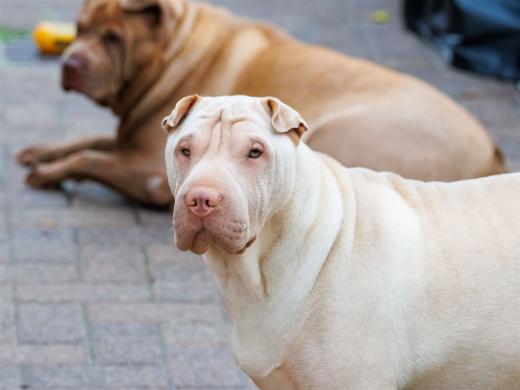 2024-06-01-19-41-37-EOS R7-6647-Verbessert-RR