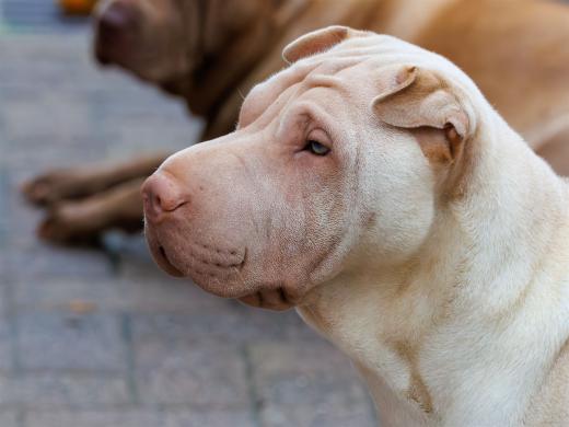 2024-06-01-19-41-39-EOS R7-6648-Verbessert-RR