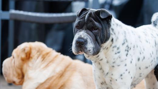 2024-06-01-19-42-50-EOS R7-6649-Verbessert-RR