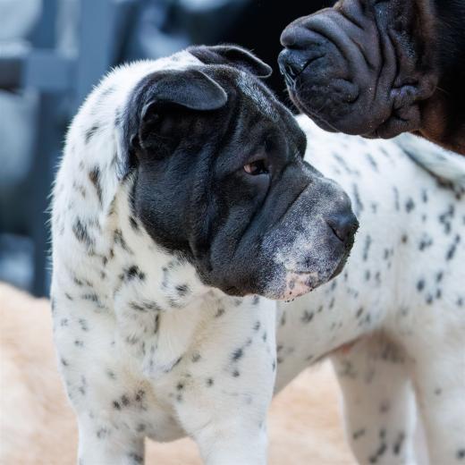 2024-06-01-19-42-52-EOS R7-6651-Verbessert-RR