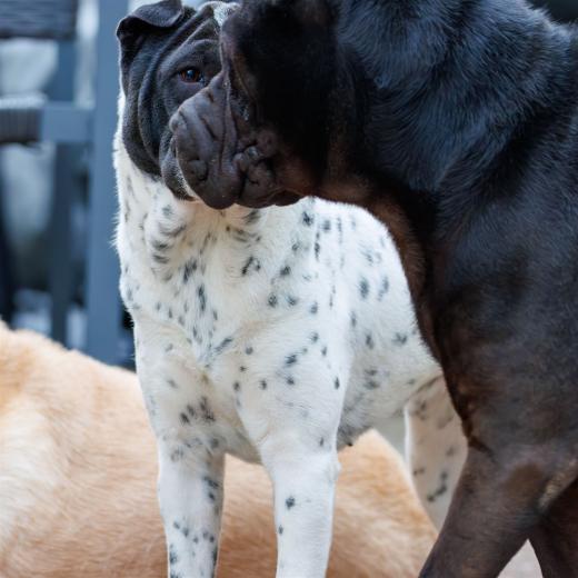 2024-06-01-19-42-54-EOS R7-6652-Verbessert-RR