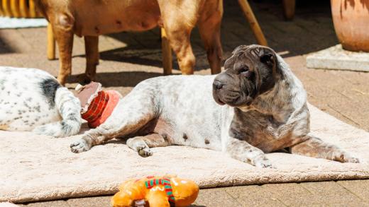 2024-06-23-14-07-45-EOS R7-6699