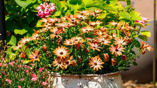 2024-06-23-14-09-44-EOS R7-6705