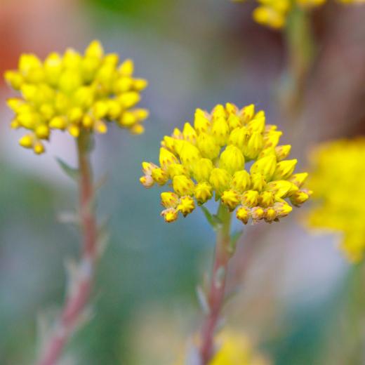 2024-06-23-14-12-58-EOS R7-6744