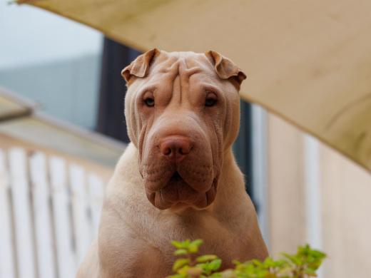 2024-06-23-17-04-51-EOS R7-6775