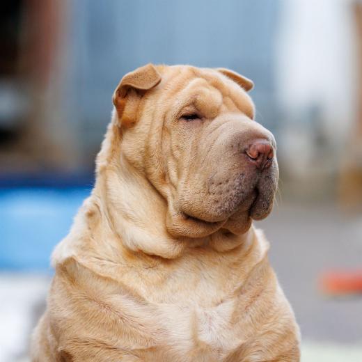 2024-06-23-20-05-11-EOS R6m2-4854