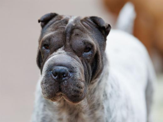 2024-06-23-20-08-24-EOS R6m2-4879