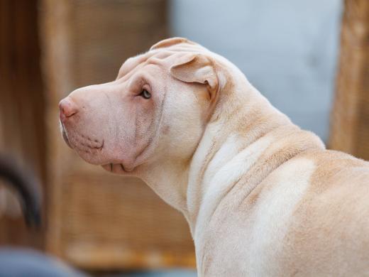 2024-06-23-20-08-48-EOS R6m2-4880