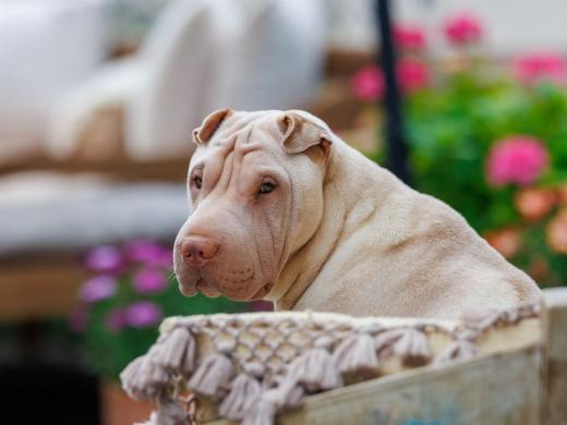 2024-06-23-20-14-14-EOS R6m2-4892