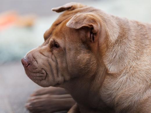 2024-06-23-20-14-26-EOS R6m2-4894