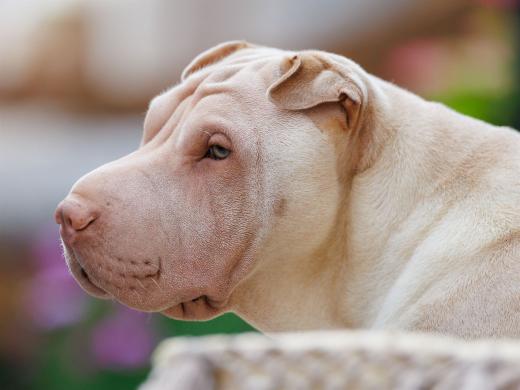 2024-06-23-20-15-19-EOS R6m2-4895