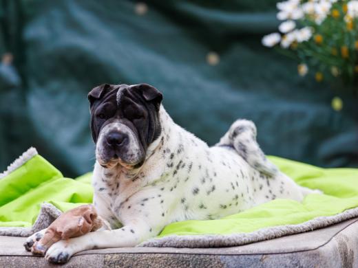 2024-06-23-20-28-51-EOS R6m2-4918-Verbessert-RR