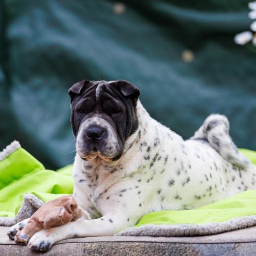 2024-06-23-20-28-51-EOS R6m2-4918-Verbessert-RR