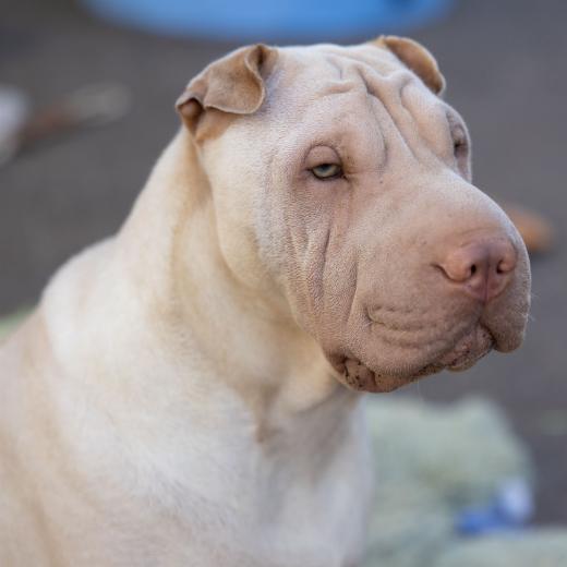 2024-06-28-17-54-13-EOS R6m2-1294