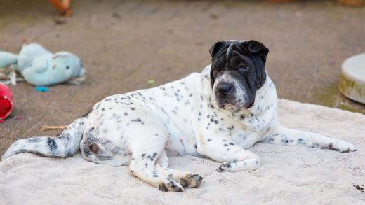 2024-06-28-17-54-27-EOS R6m2-1298