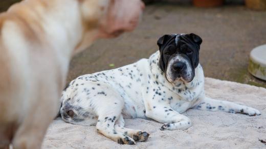 2024-06-28-17-54-31-EOS R6m2-1299