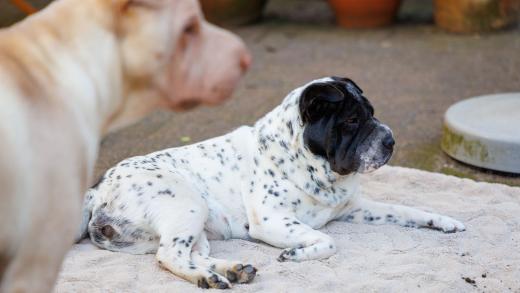 2024-06-28-17-54-34-EOS R6m2-1300