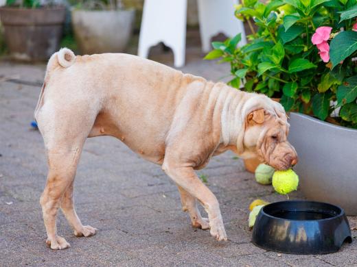 2024-06-28-17-54-40-EOS R6m2-1301