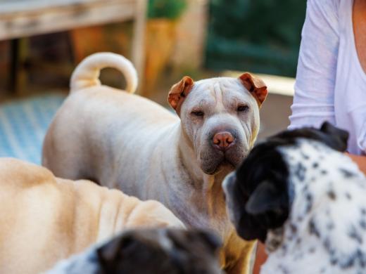 2024-06-28-18-12-14-EOS R6m2-1311